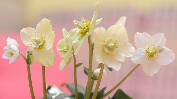 Rosa Jul, Vakre Blomster