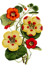 nature, leaf, flower