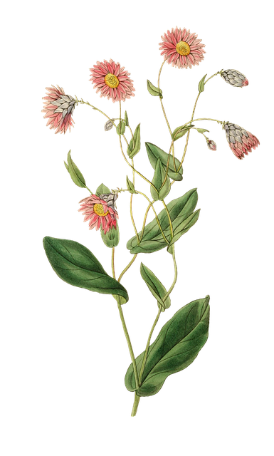 Free plant nature leaf illustration
