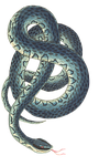 snake, reptile, background