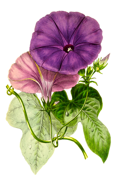 Anlegg, Blomst, Natur, Blad, Isolert