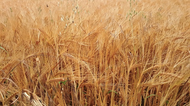 Free Straw Wheat photo and picture