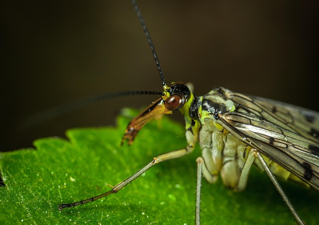 Insect Nature Animals - Free photo on Pixabay - Pixabay