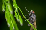 insect, nature, krupnyj plan