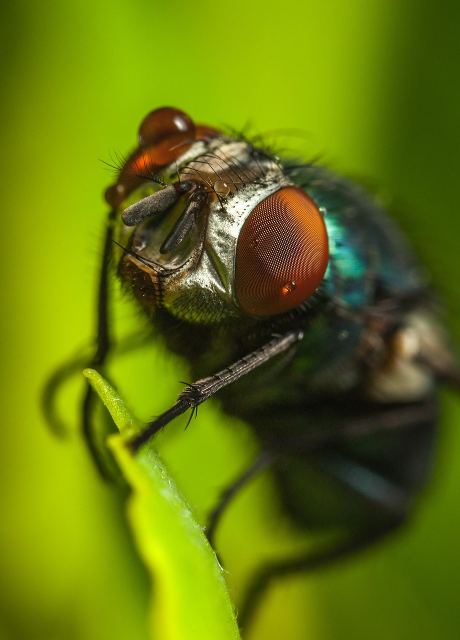 Insect Fly Invertebrate - Free photo on Pixabay - Pixabay