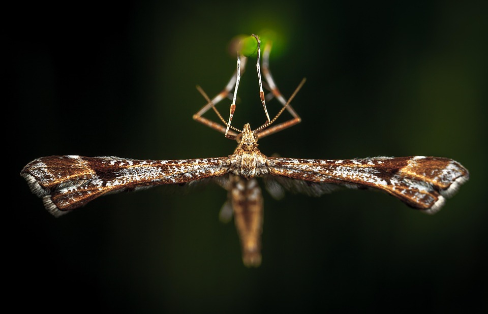 Intobole Insects Insect Invertebrate Nature No - Free photo on Pixabay - Pixabay