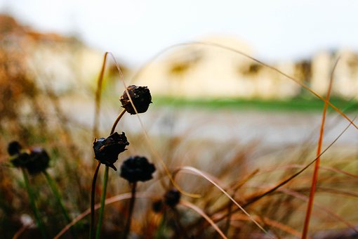 Naturaleza, Al Aire Libre, Flora, Hierba
