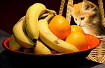 food, fruit, cat