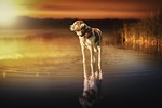dog, sunset, waters