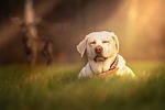 dog, grass, meadow