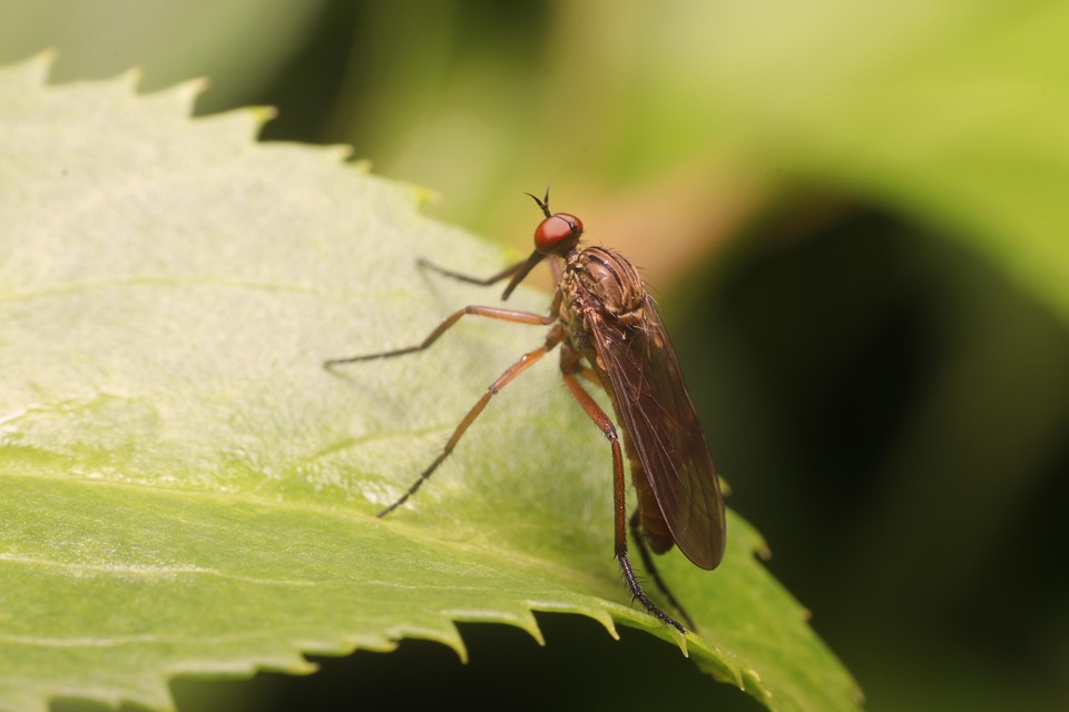 Insect Image Single Nature Insect Close Up - Free photo on Pixabay