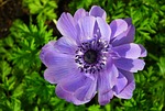 flower, anemone, blue