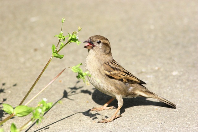 Free Nature Bird photo and picture