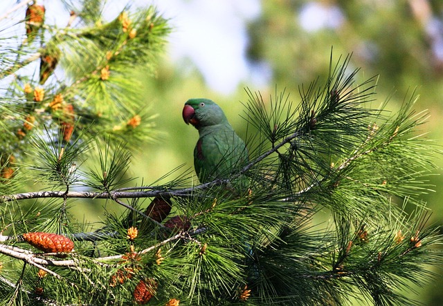 Free Tree Nature photo and picture