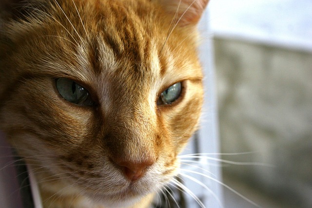 Free Cat Cute photo and picture