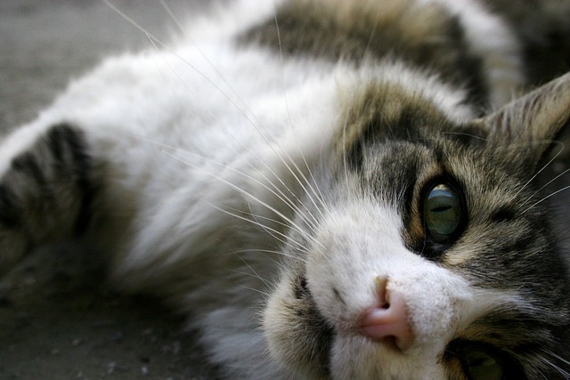 Free Cat Animal photo and picture