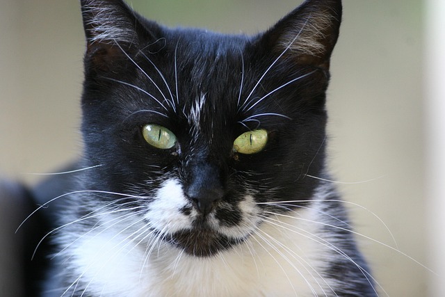Free Cat Pet photo and picture