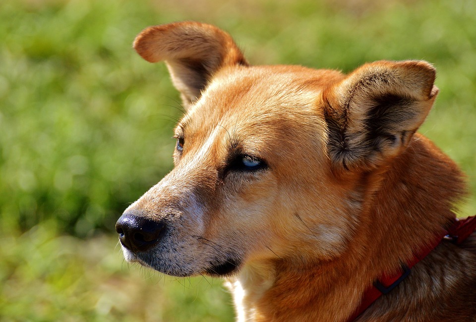 dog eye colors dog eye colors