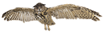 eagle owl, owl, species