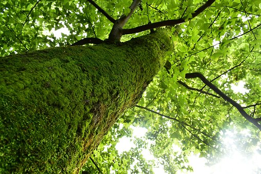 Free Tree Nature photo and picture