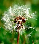 dandelion, nature, seed