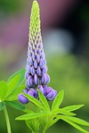 lupine, flower, summer