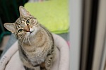 cat, bury cat, tabby