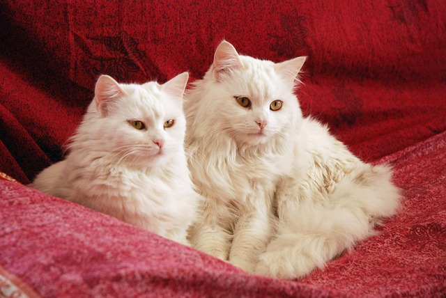 Free Cat Nature photo and picture