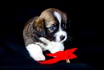 animals, pet, cute