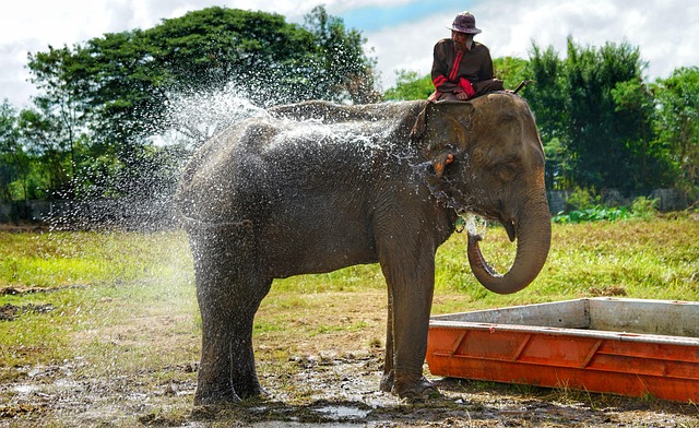 elephant, water, spray, cool down, nature, mammal, animal, outdoors, wildlife, strong, thailand