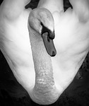 swan, black and white, bird