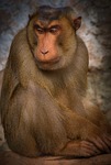 monkey, macaque, thoughtful