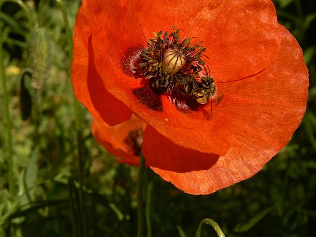 Free Flower Poppy photo and picture