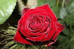 rosebush, flower, nature