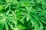 foliage, leaves, flowers