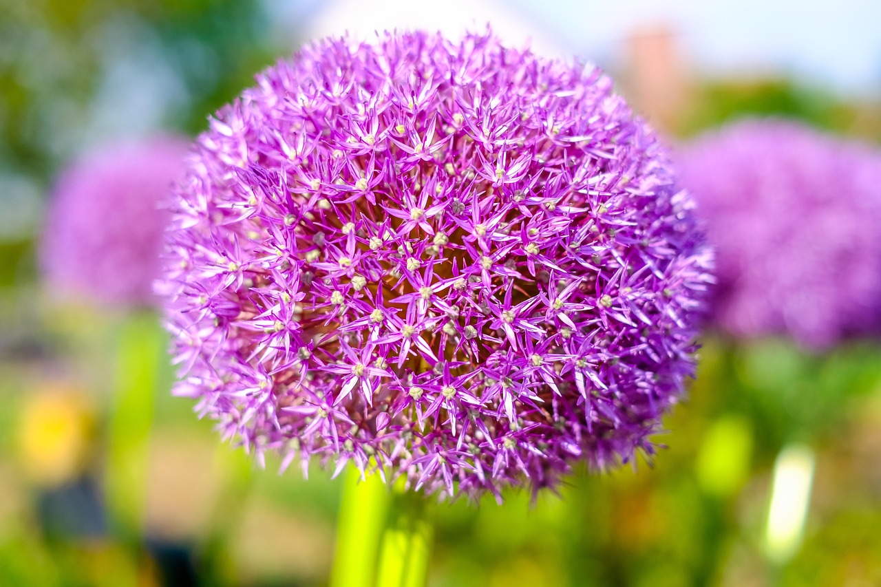 flower-3070085_1280.jpg