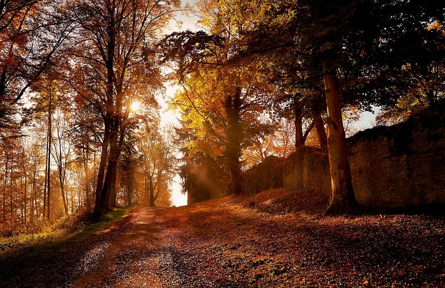 Free Nature Tree photo and picture