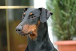 dog house, animals, pets