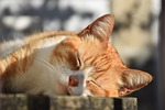 sol, nature, cat