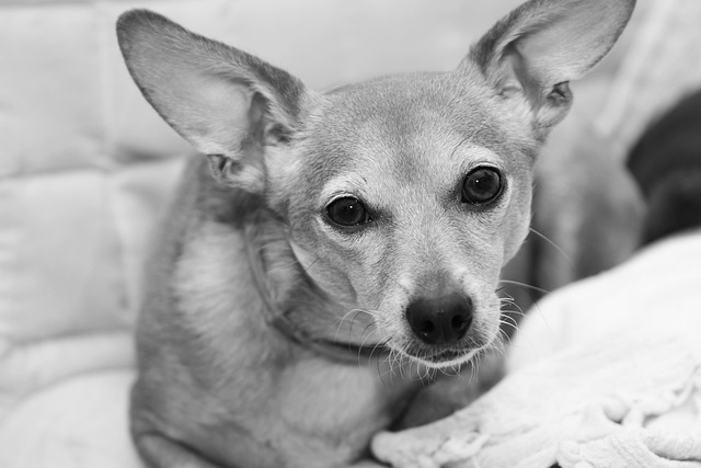 Free Dog Animal photo and picture
