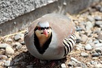 partridge, alectoris graeca, bird