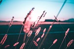the, glass, grains