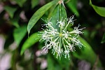 dracaena surculosa, japanese bamboo, nature