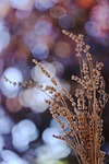 dried flower, bokeh, spot