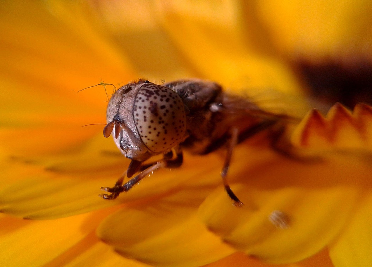 Insecte Nature Fleur - Photo gratuite sur Pixabay - Pixabay