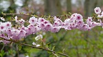 flower, plant, nature