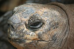 reptile, animal, nature