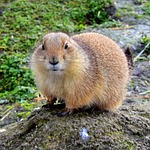 rodent, mammals, nature