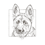dog, vlčiak, drawing