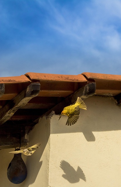Free Birds Canaries Of The Earth photo and picture